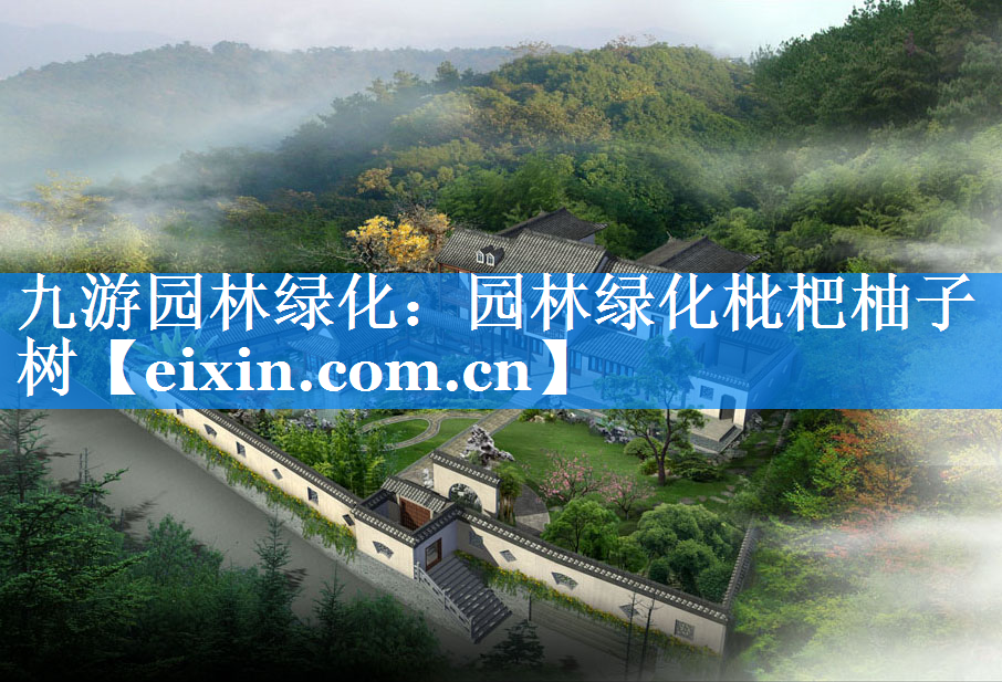 园林绿化枇杷柚子树