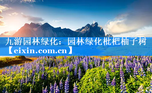 园林绿化枇杷柚子树