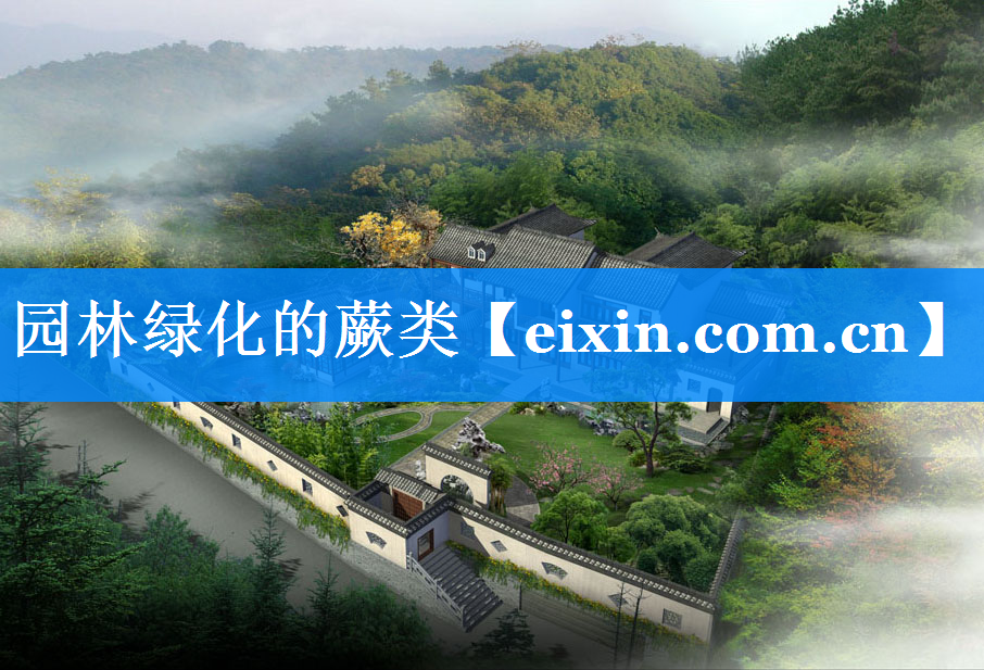 园林绿化的蕨类