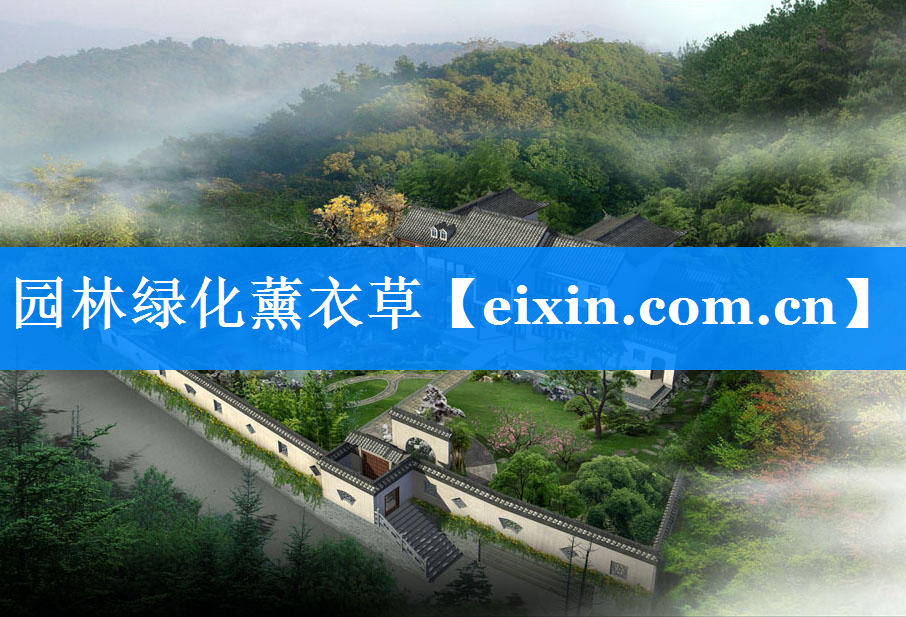 园林绿化薰衣草
