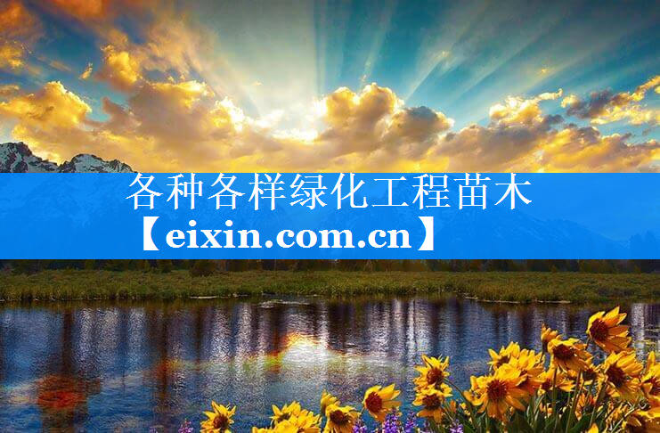 各种各样绿化工程苗木