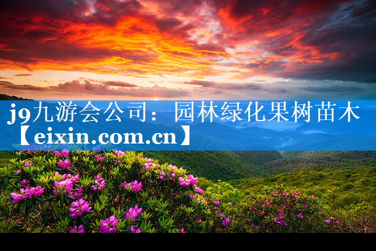 园林绿化果树苗木