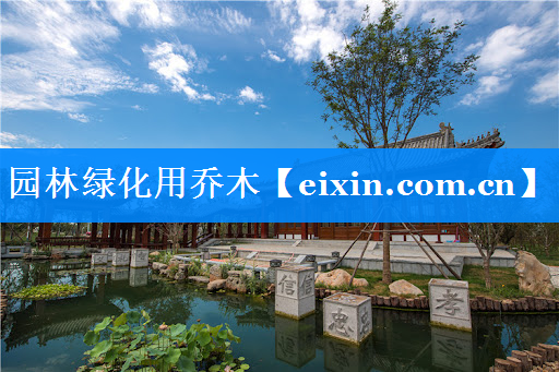 园林绿化用乔木