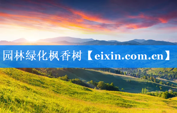 园林绿化枫香树