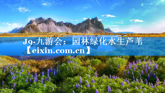 园林绿化水生芦苇
